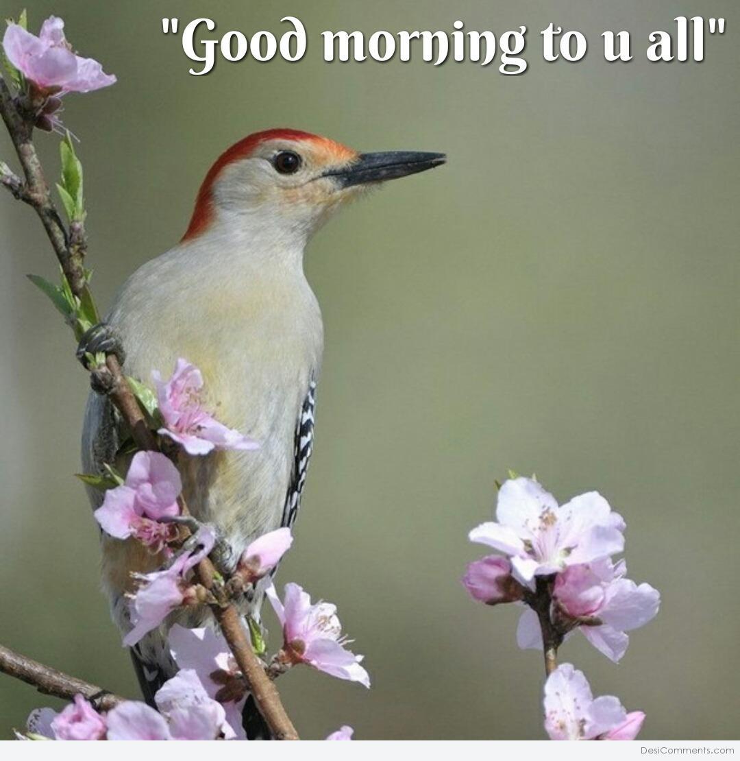 Good Morning To You All Desicomments Com - Beautiful Birds Wth Flower , HD Wallpaper & Backgrounds