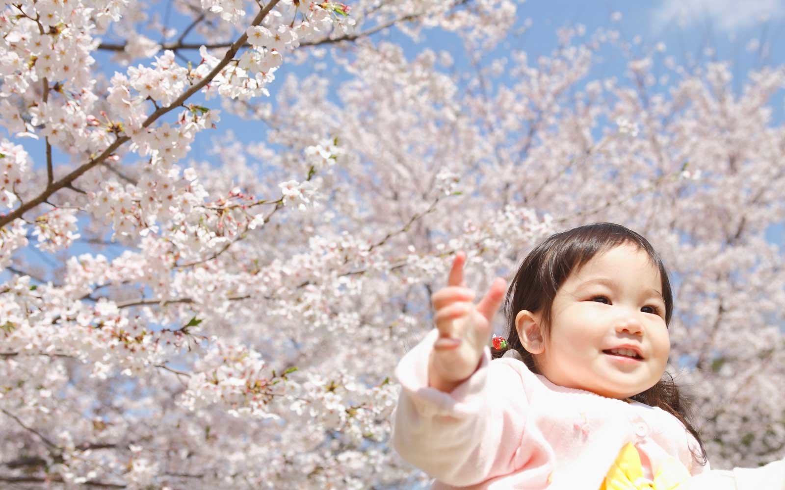 Japanese Names - Japan Children Cherry Blossom , HD Wallpaper & Backgrounds