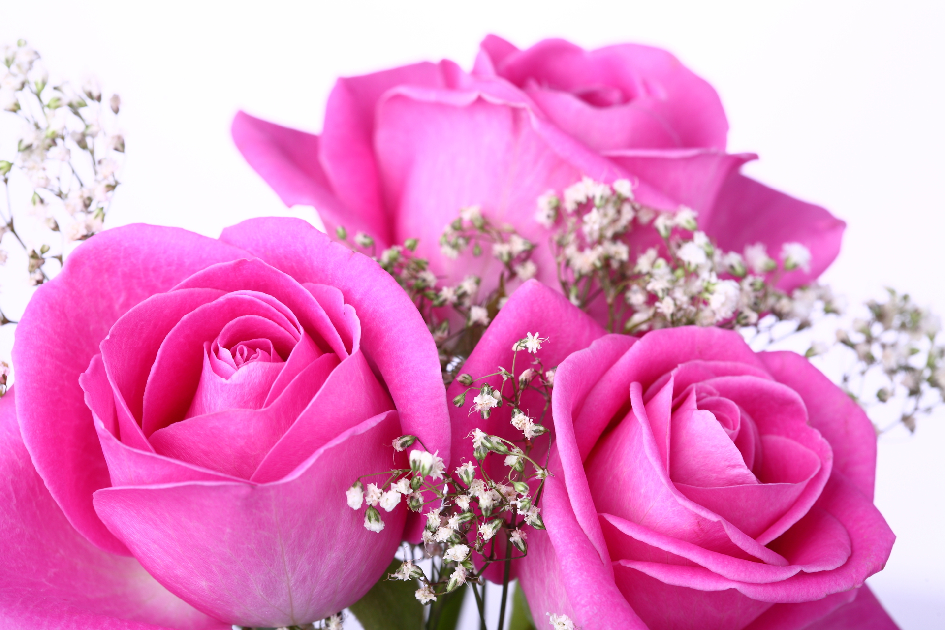 Pink Roses Pictures Hd Wallpapers - Beautiful Pink Rose Flowers , HD Wallpaper & Backgrounds