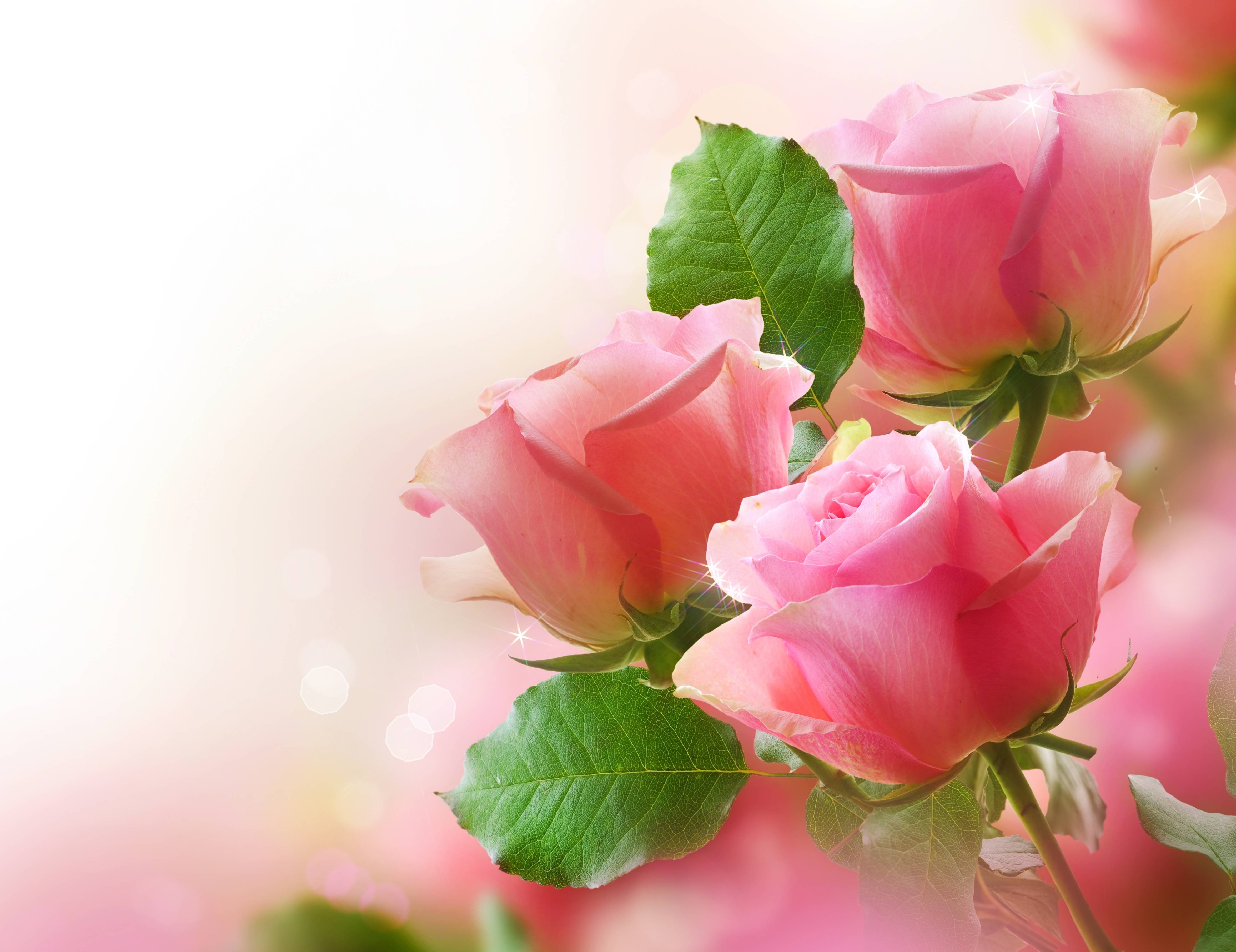 Bunch Of Pink Roses Wallpaper - Lovely Rose Images Hd , HD Wallpaper & Backgrounds