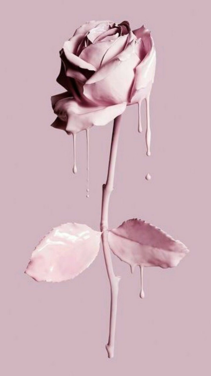 Fondos De Pantalla Pink Rose , HD Wallpaper & Backgrounds