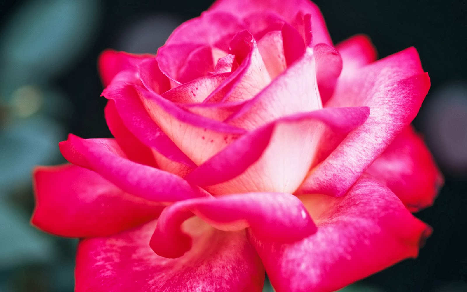 Pink Rose Wallpapers - Pink Rose Wallpaper Download , HD Wallpaper & Backgrounds
