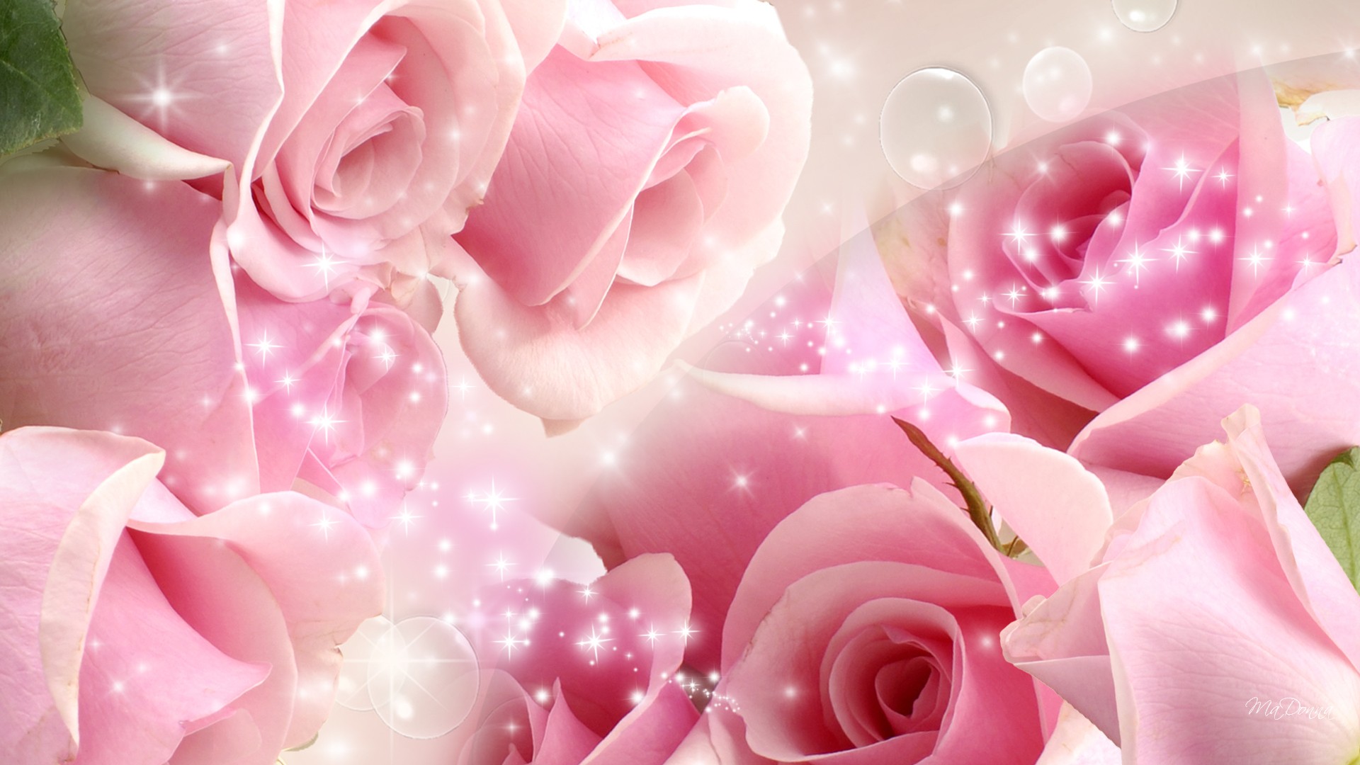 Pink Roses Hd Wallpapers Free Download , HD Wallpaper & Backgrounds