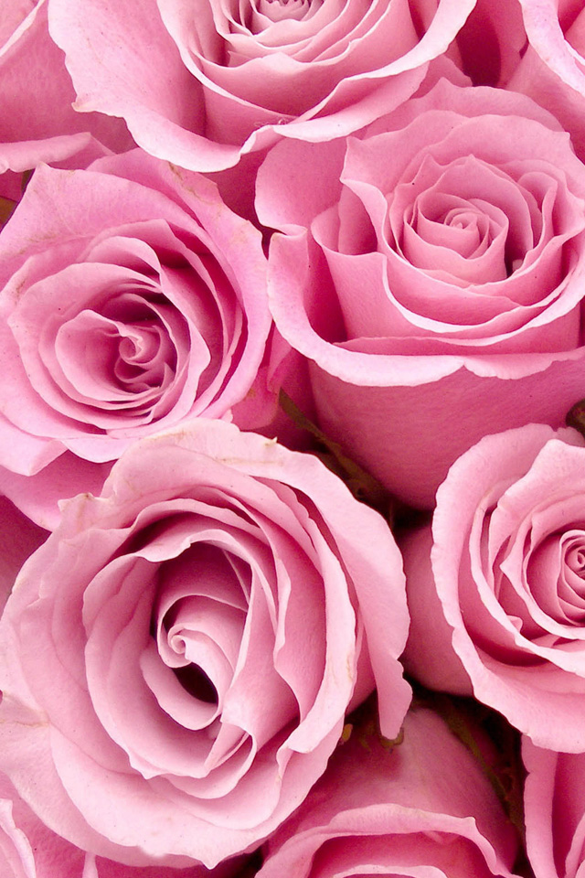 Iphone 4/4s - Pink Roses , HD Wallpaper & Backgrounds