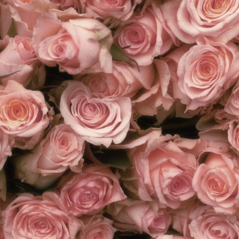 10 Most Popular Pink Rose Desktop Wallpaper Full Hd - Light Pink Roses Wallpaper Hd , HD Wallpaper & Backgrounds
