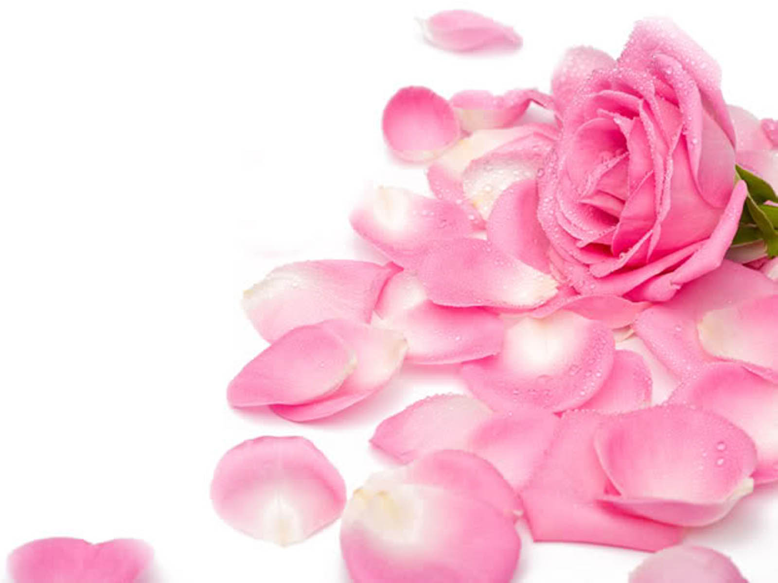 Pretty Pink Roses Wallpaper - Mary Kay Flowers , HD Wallpaper & Backgrounds