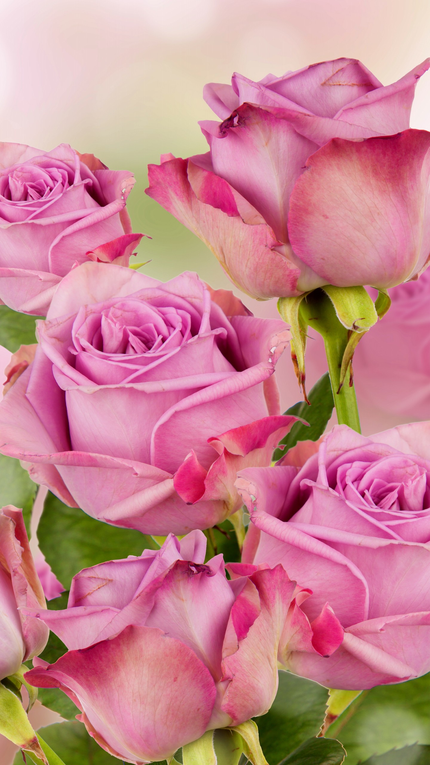 Flowers / Pink Roses Wallpaper - Happy New Year Beautiful , HD Wallpaper & Backgrounds