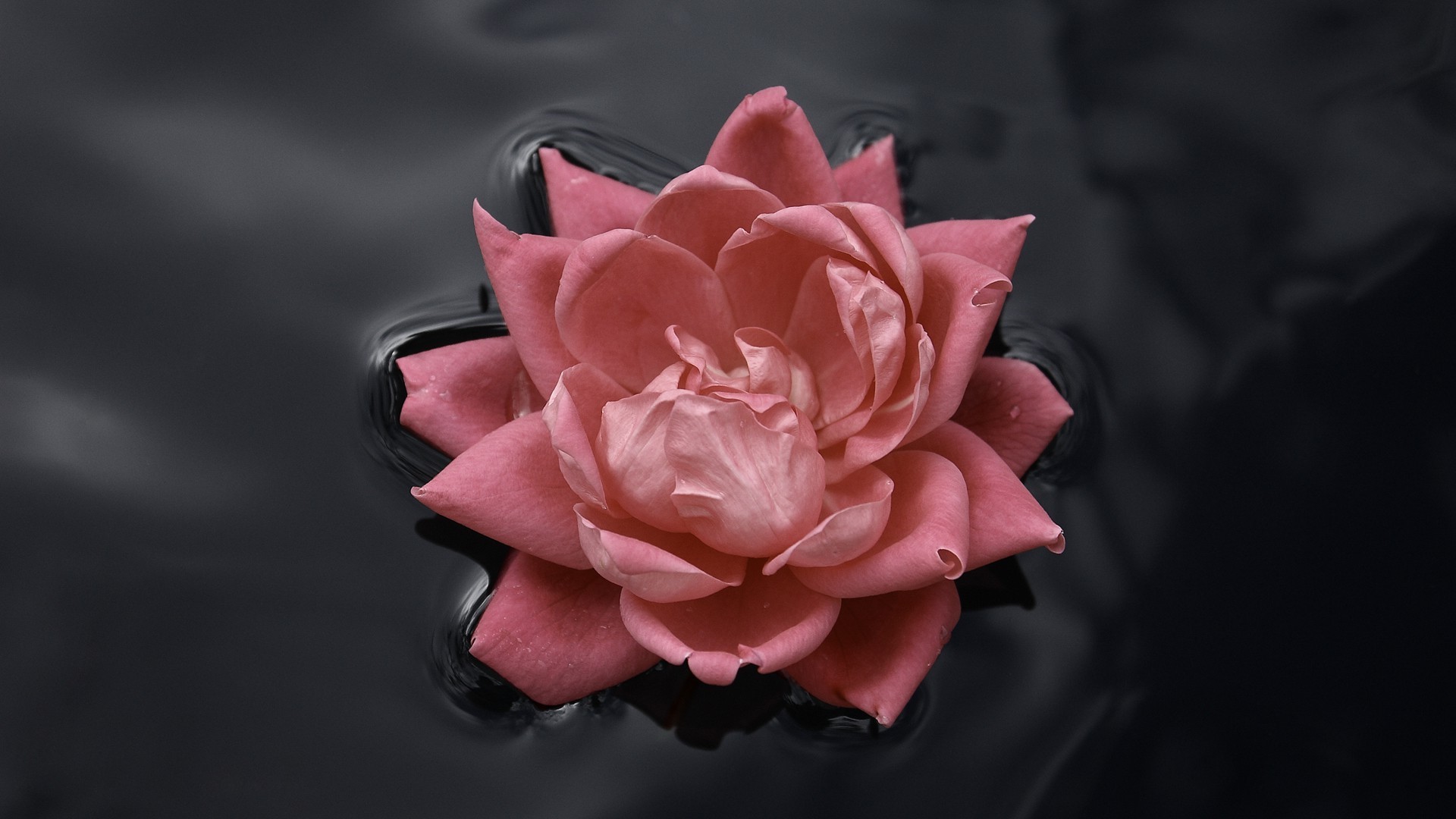 Pink Roses, Water, Nature, Macro, Flowers, Rose, Black, - Pink And Black Rose , HD Wallpaper & Backgrounds