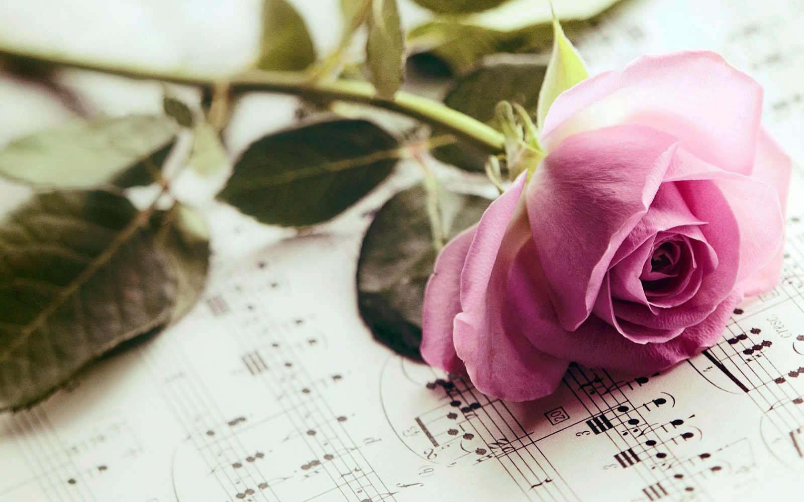 Pink Rose Flower On Musical Paper Notes Hd Wallpaper - Pink Rose With Music Notes , HD Wallpaper & Backgrounds
