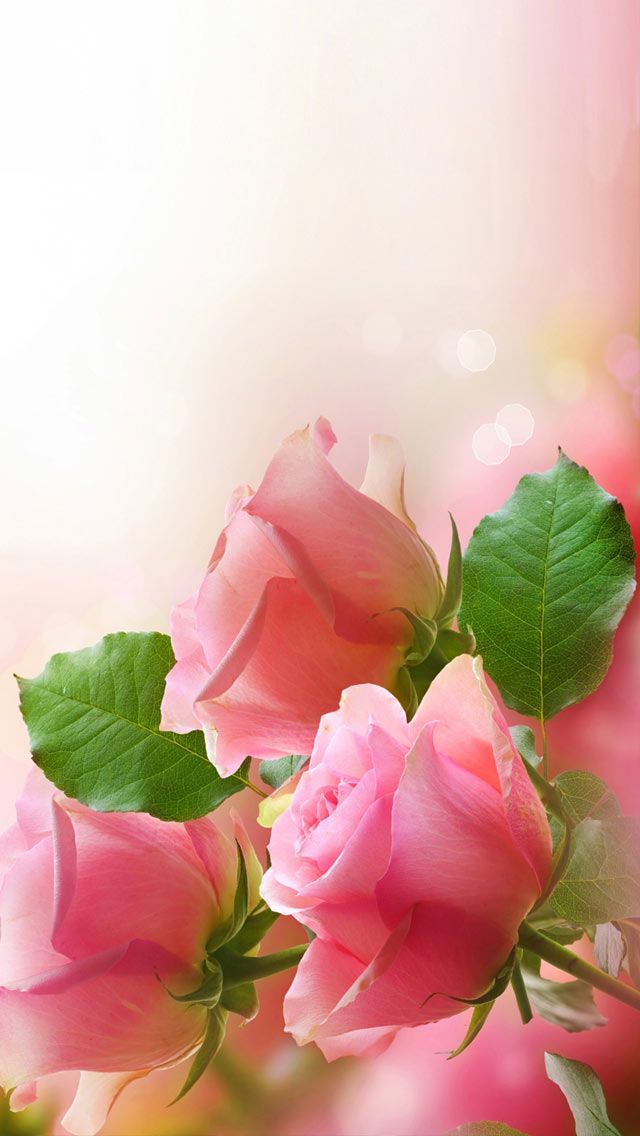 Pink Roses Flowers Hd Wallpaper, Download In High Resolution - Get Well Soon Cards With Roses , HD Wallpaper & Backgrounds
