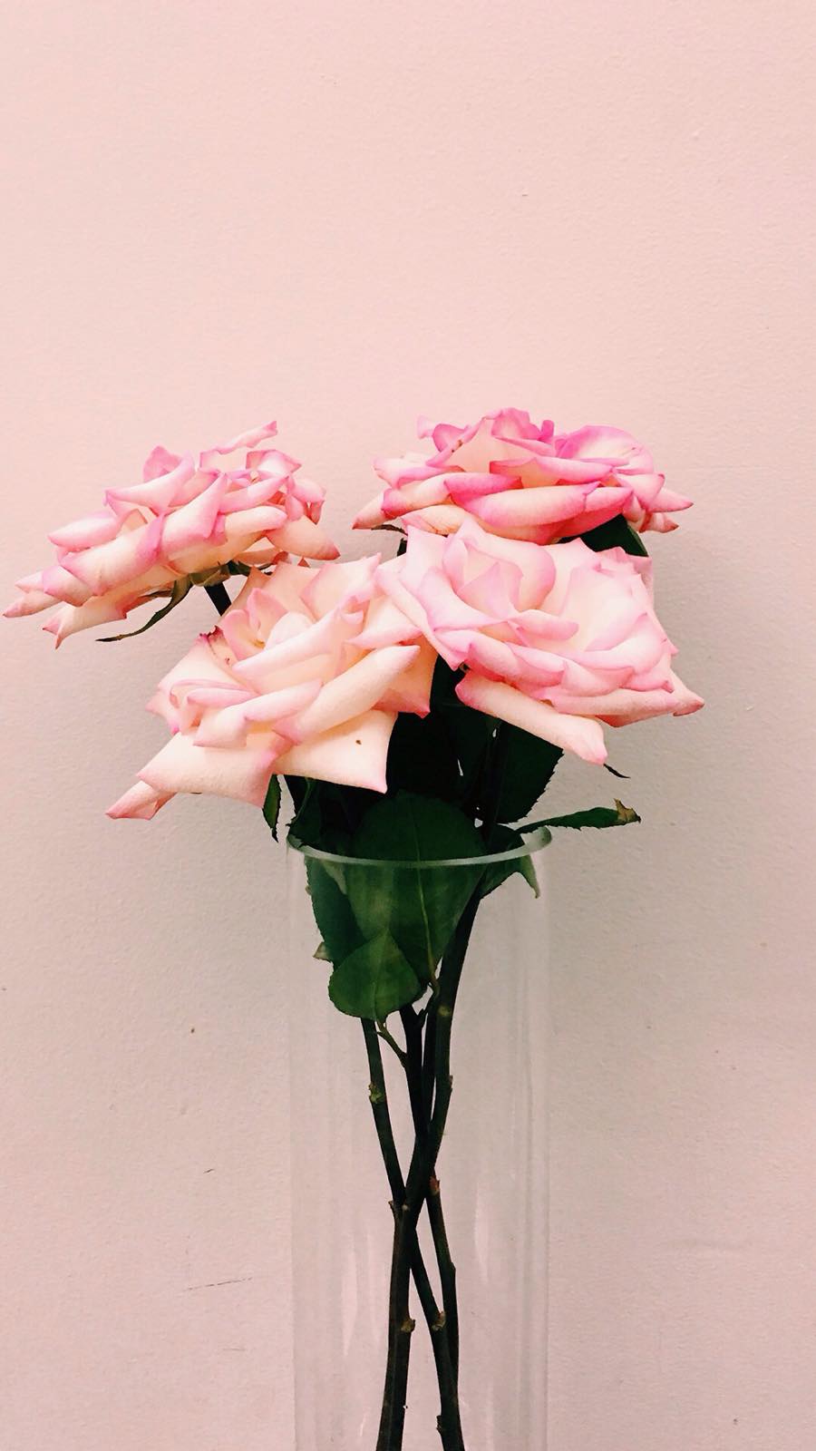 Pink Rose - Garden Roses , HD Wallpaper & Backgrounds