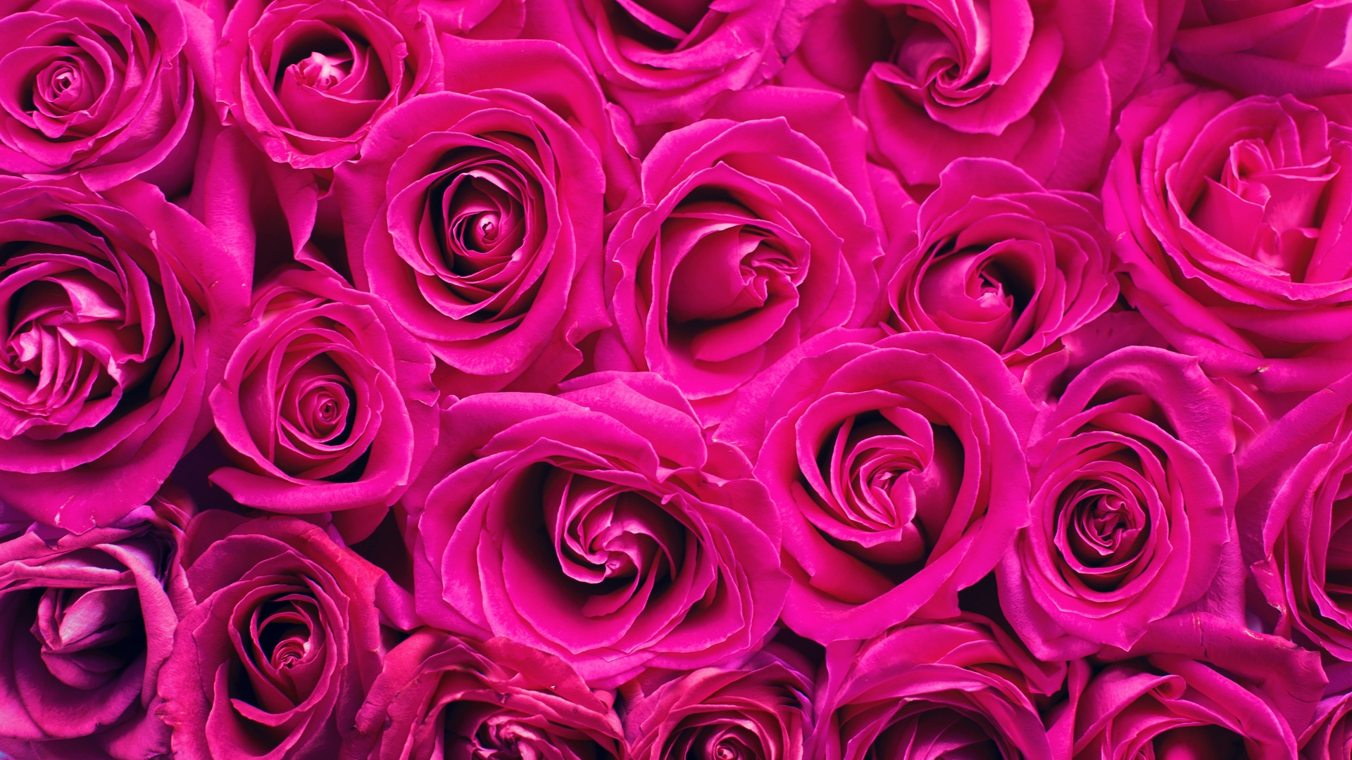 Wallpaper Roses, Pink, Flowers, Bouquet, Petals - Roses Pink , HD Wallpaper & Backgrounds