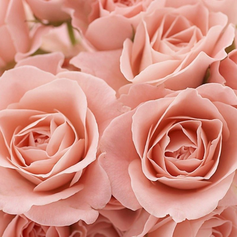 10 Most Popular Pink Rose Desktop Wallpaper Full Hd - Pink Roses Facebook Cover , HD Wallpaper & Backgrounds