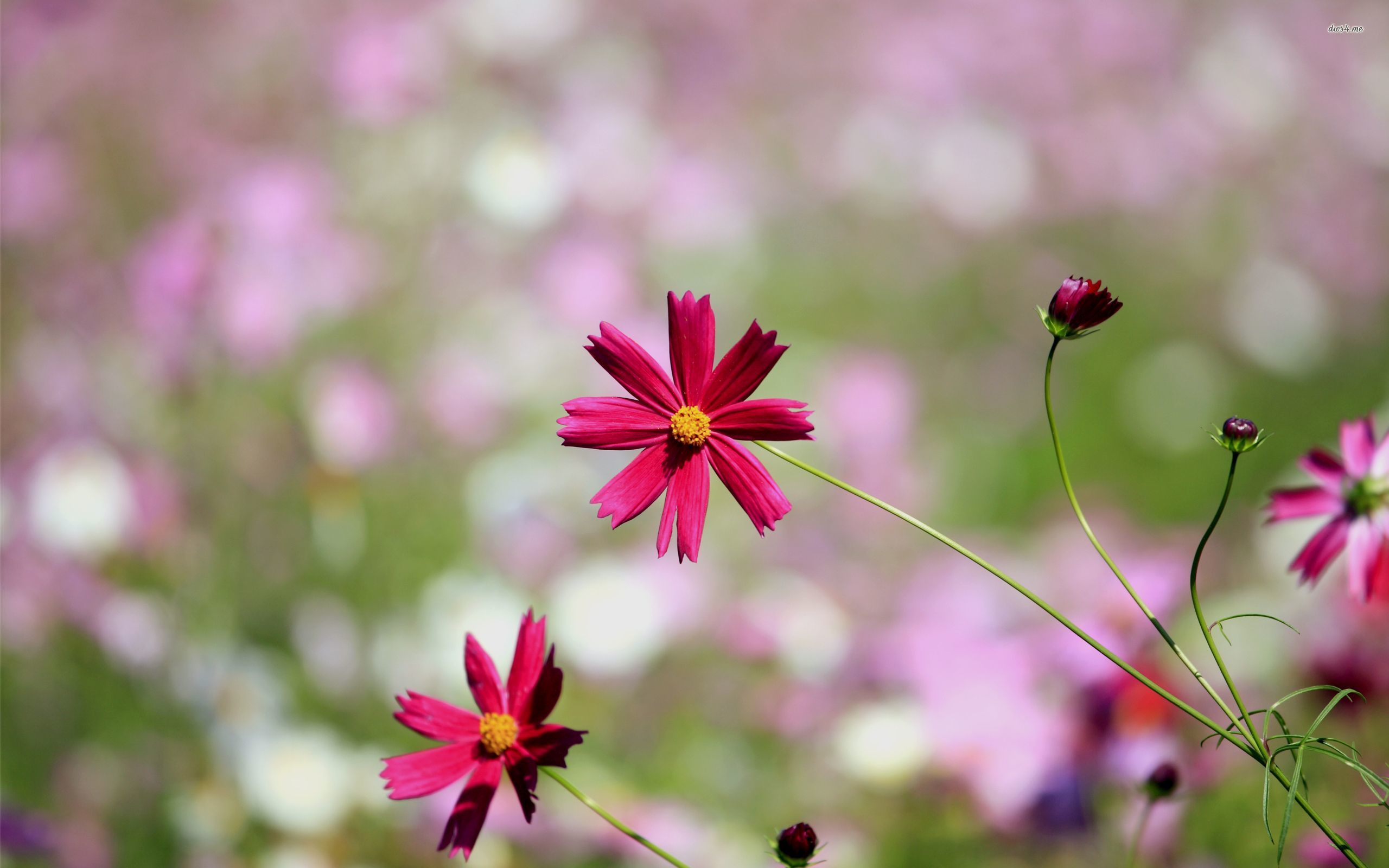 Blossomed Pink Rose Wallpaper - Garden Cosmos , HD Wallpaper & Backgrounds