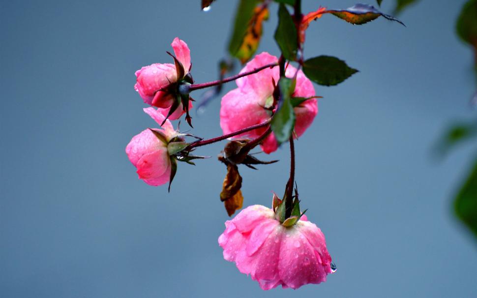 Pink Rose Flowers, Dew Wallpaper - Garden Roses , HD Wallpaper & Backgrounds