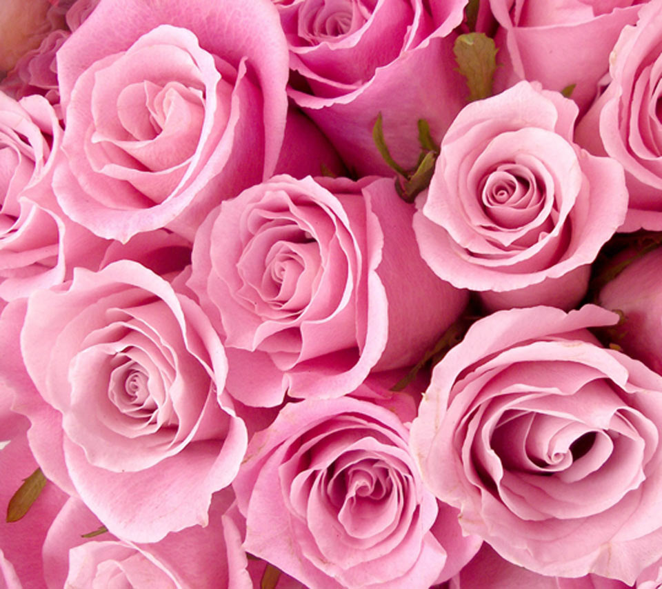 Pink Roses - Pink Summer Flower Theme , HD Wallpaper & Backgrounds