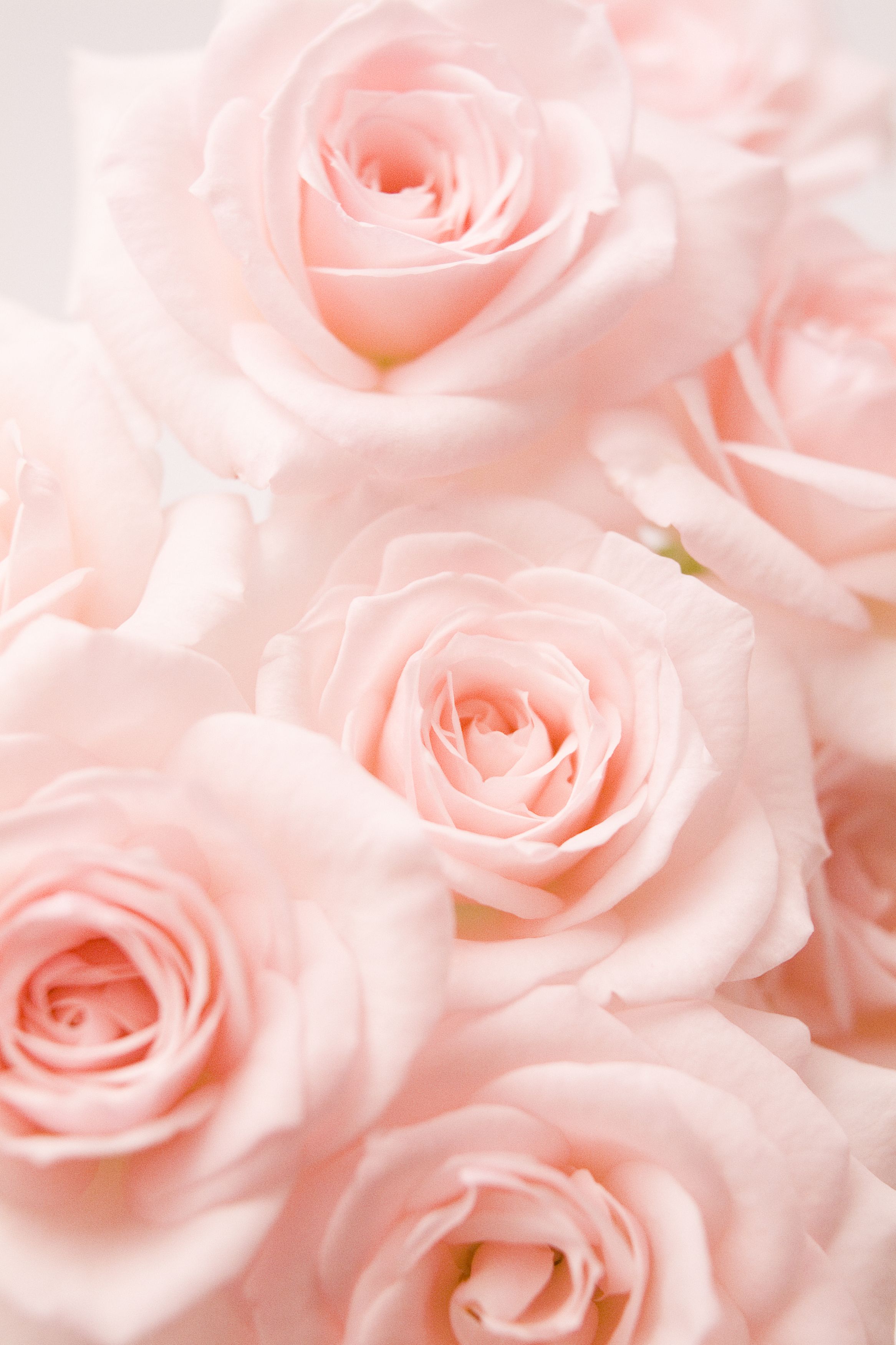 Light Pink Roses - Pink Roses Iphone , HD Wallpaper & Backgrounds
