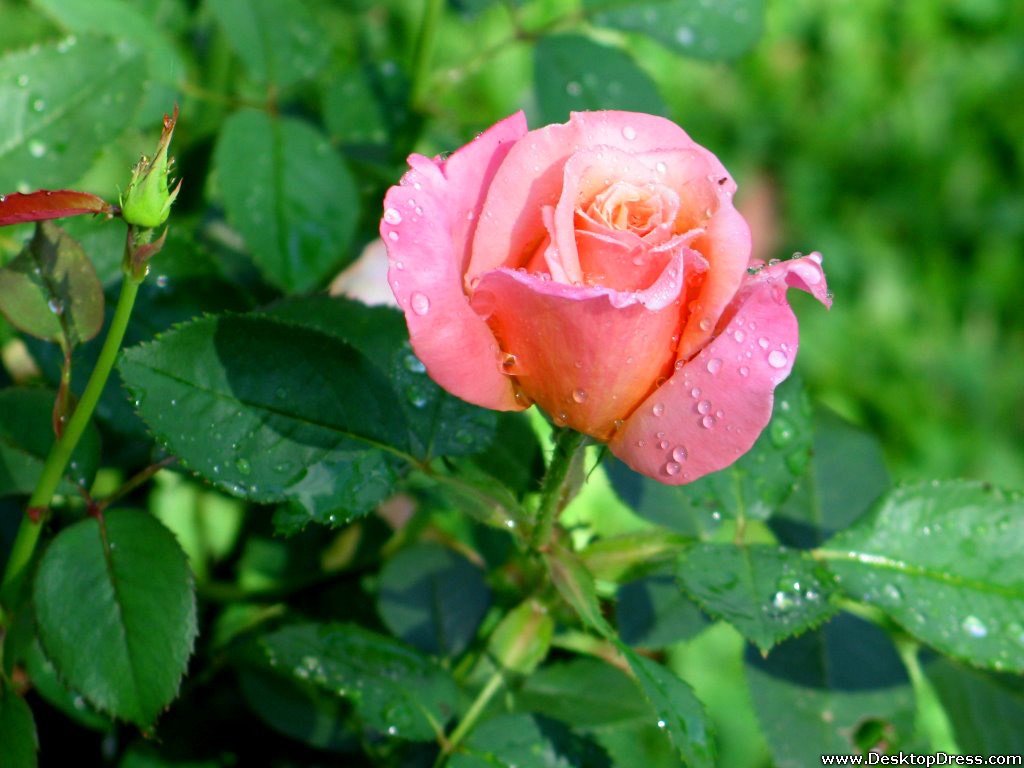 Light Pink Rose - Light Pink Rose Flower , HD Wallpaper & Backgrounds