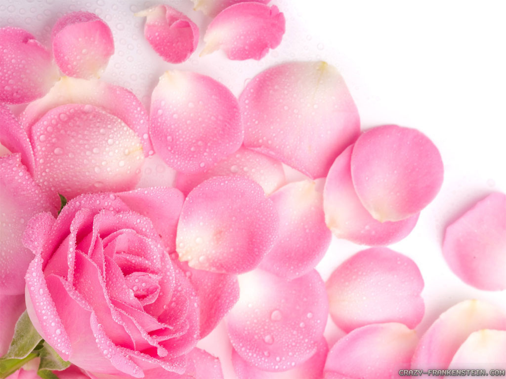 0 Light Pink Roses Wallpaper Pale Pink Rose Wallpaper - Falling Pink Rose Petals Background , HD Wallpaper & Backgrounds