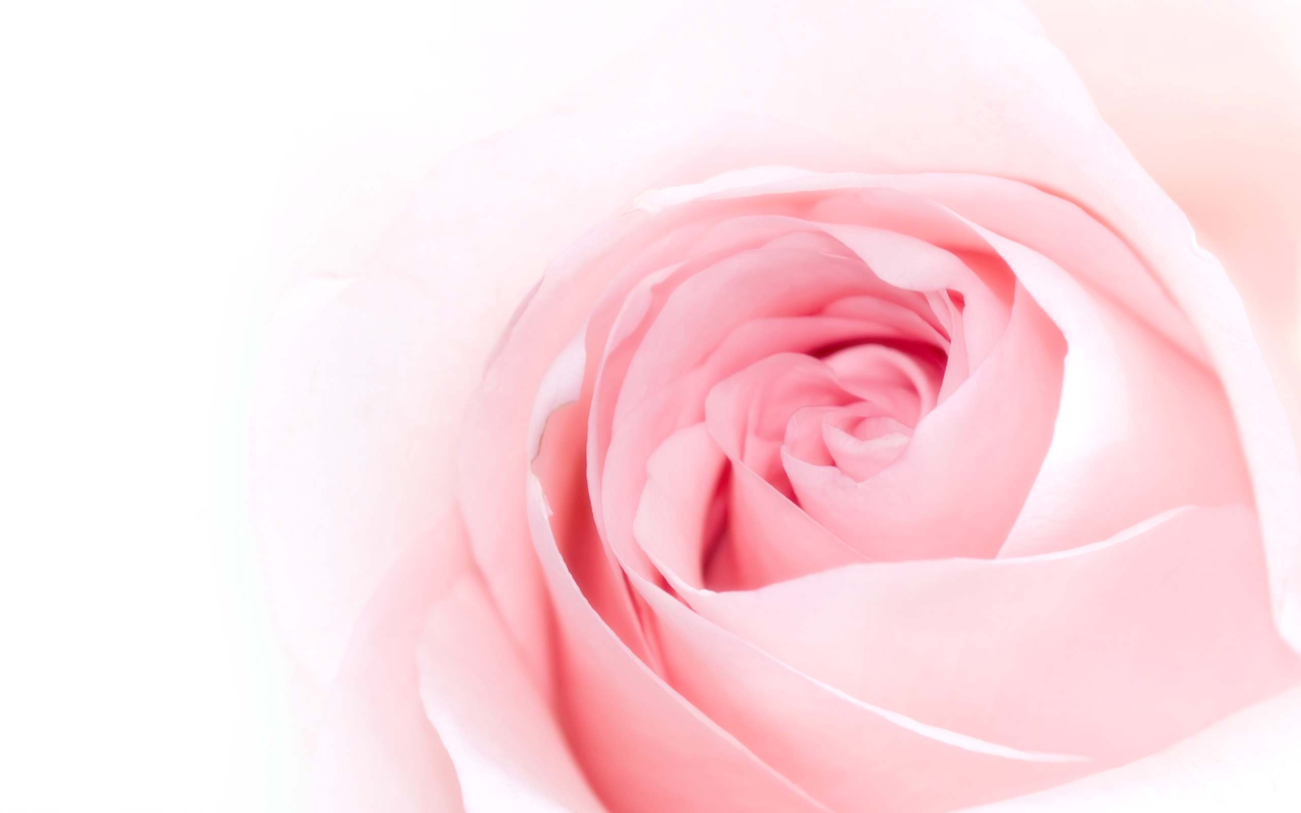3 Light Pink Roses ❤ 4k Hd Desktop Wallpaper For 4k - Soft Pink Rose Background , HD Wallpaper & Backgrounds