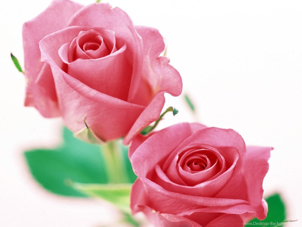 Pink Rose White Background , HD Wallpaper & Backgrounds