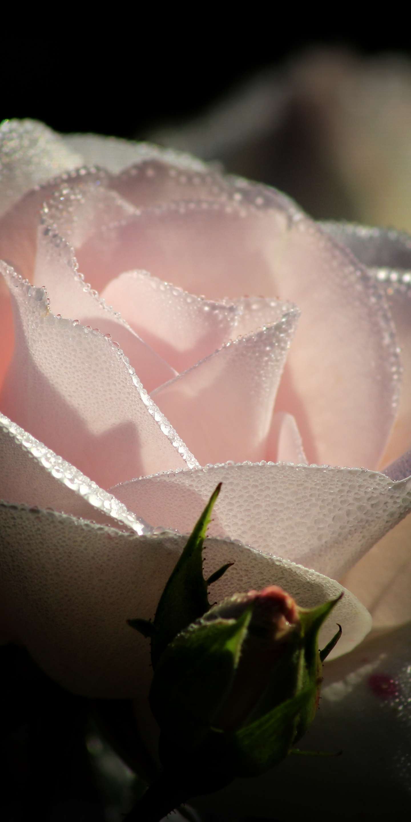 Light Pink Rose, Water Drops, Close Up, Wallpaper - Temple Of Roses , HD Wallpaper & Backgrounds