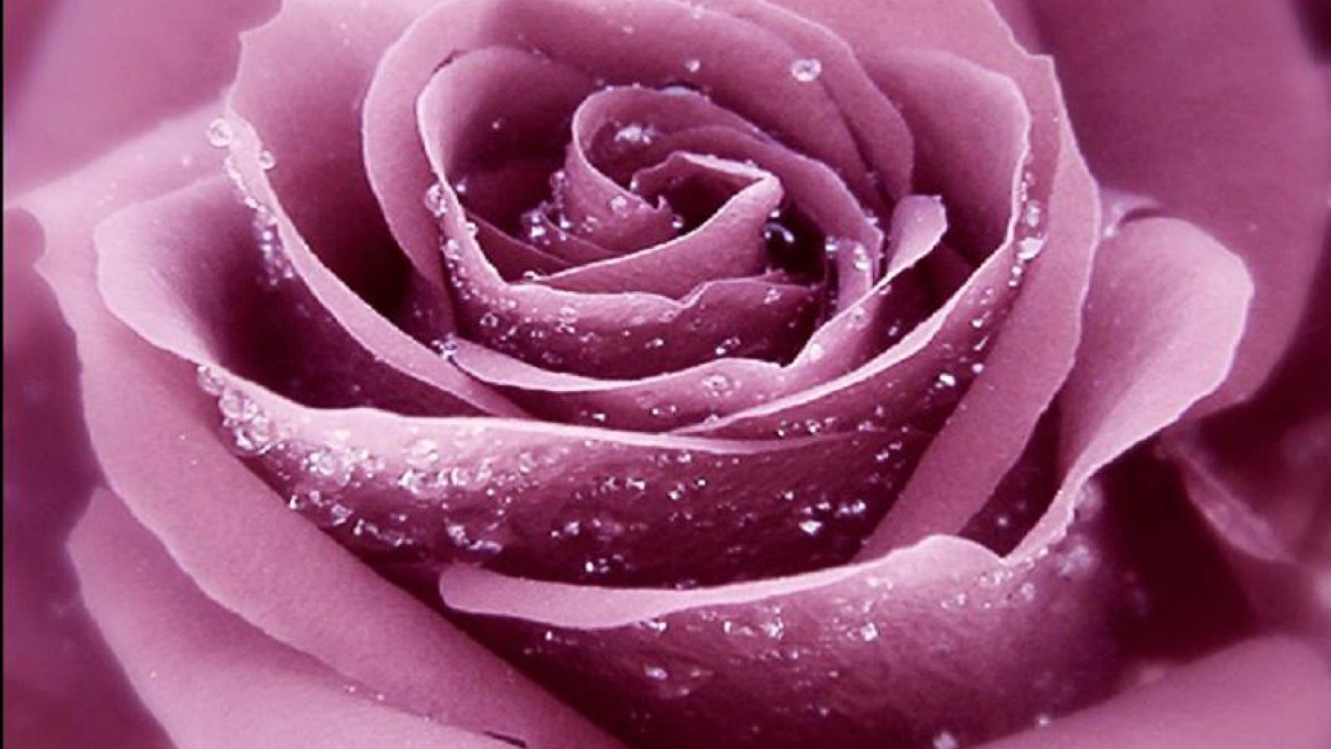Lavender Roses Wallpapers - Dark Purple Rose Hd , HD Wallpaper & Backgrounds