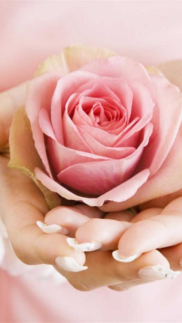 Light Pink Iphone Wallpaper - Pink Rose Light Iphone , HD Wallpaper & Backgrounds