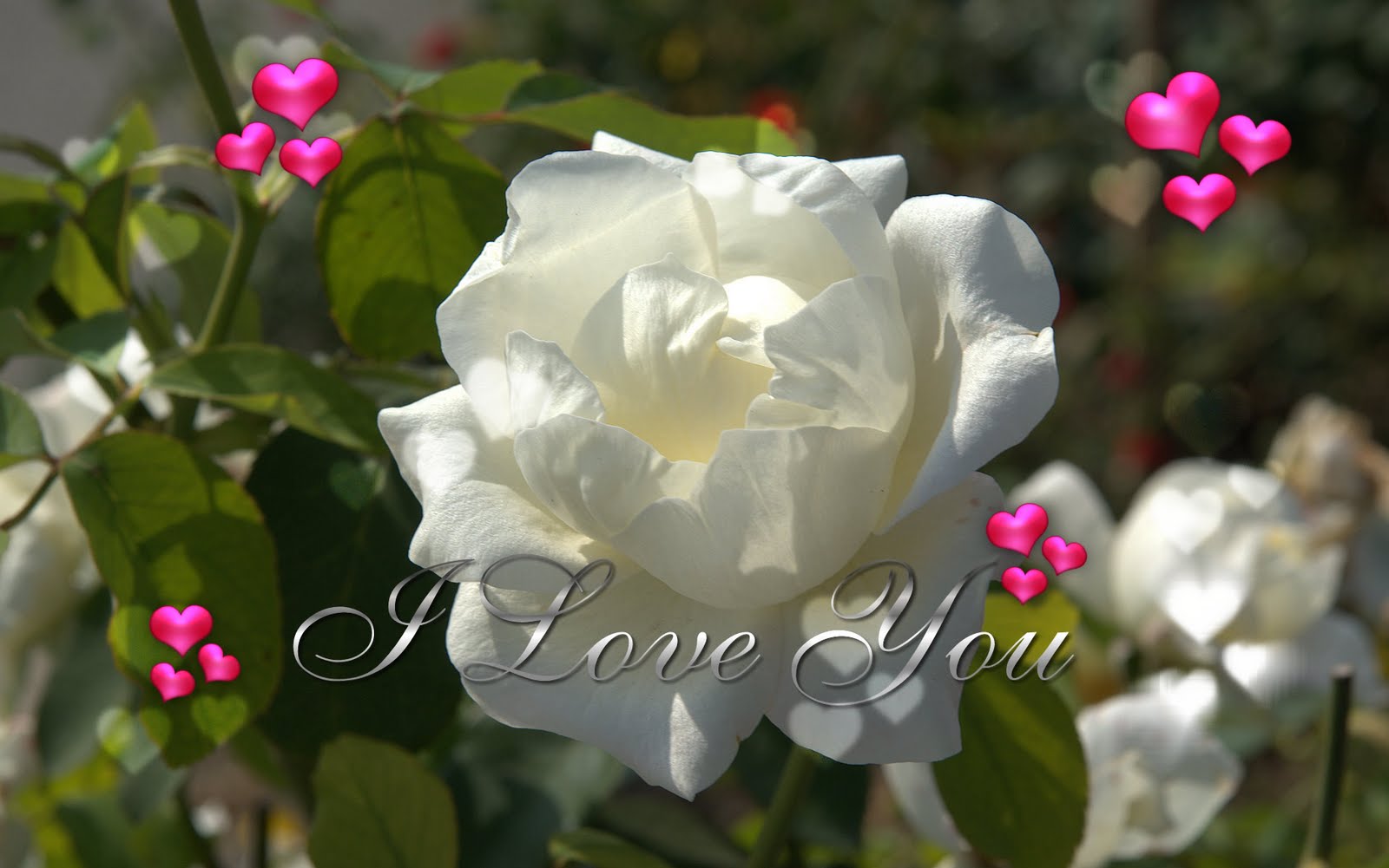 Love Wale Wallpaper - White Rose Love Flowers , HD Wallpaper & Backgrounds