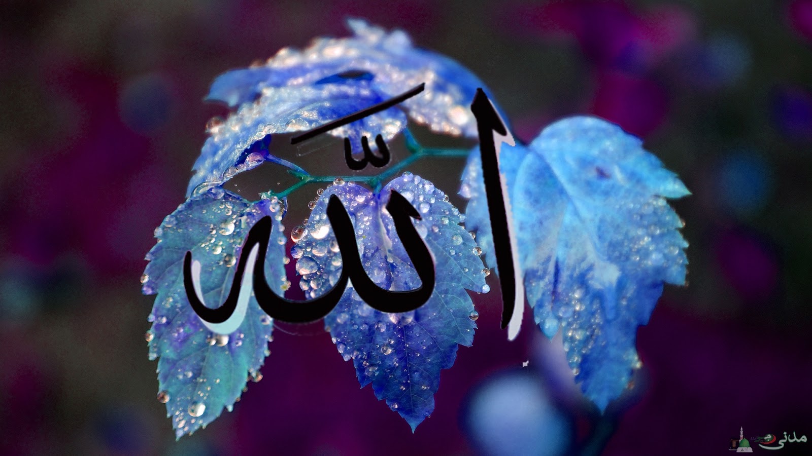 Akash Name Wallpaper - Allah Wallpaper Hd Widescreen , HD Wallpaper & Backgrounds