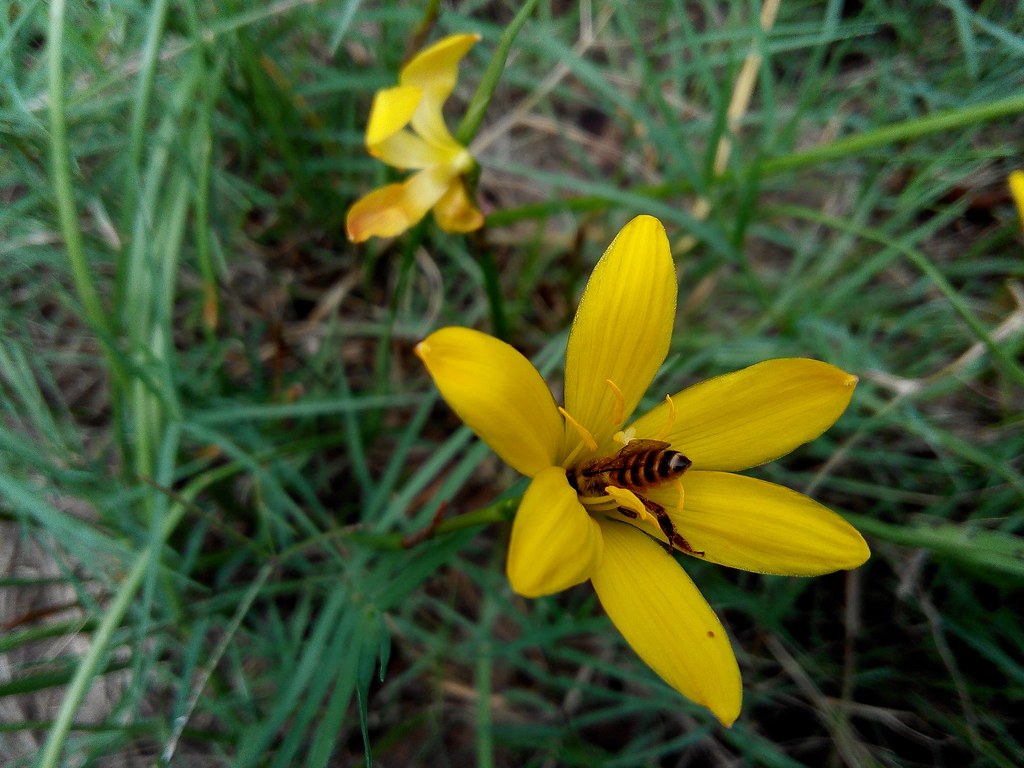 By Rishabhbharadwaj Name Please - Dwarf Day Lily , HD Wallpaper & Backgrounds