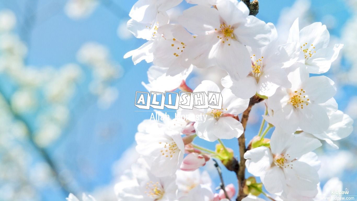 Alisha - White Blossoms , HD Wallpaper & Backgrounds