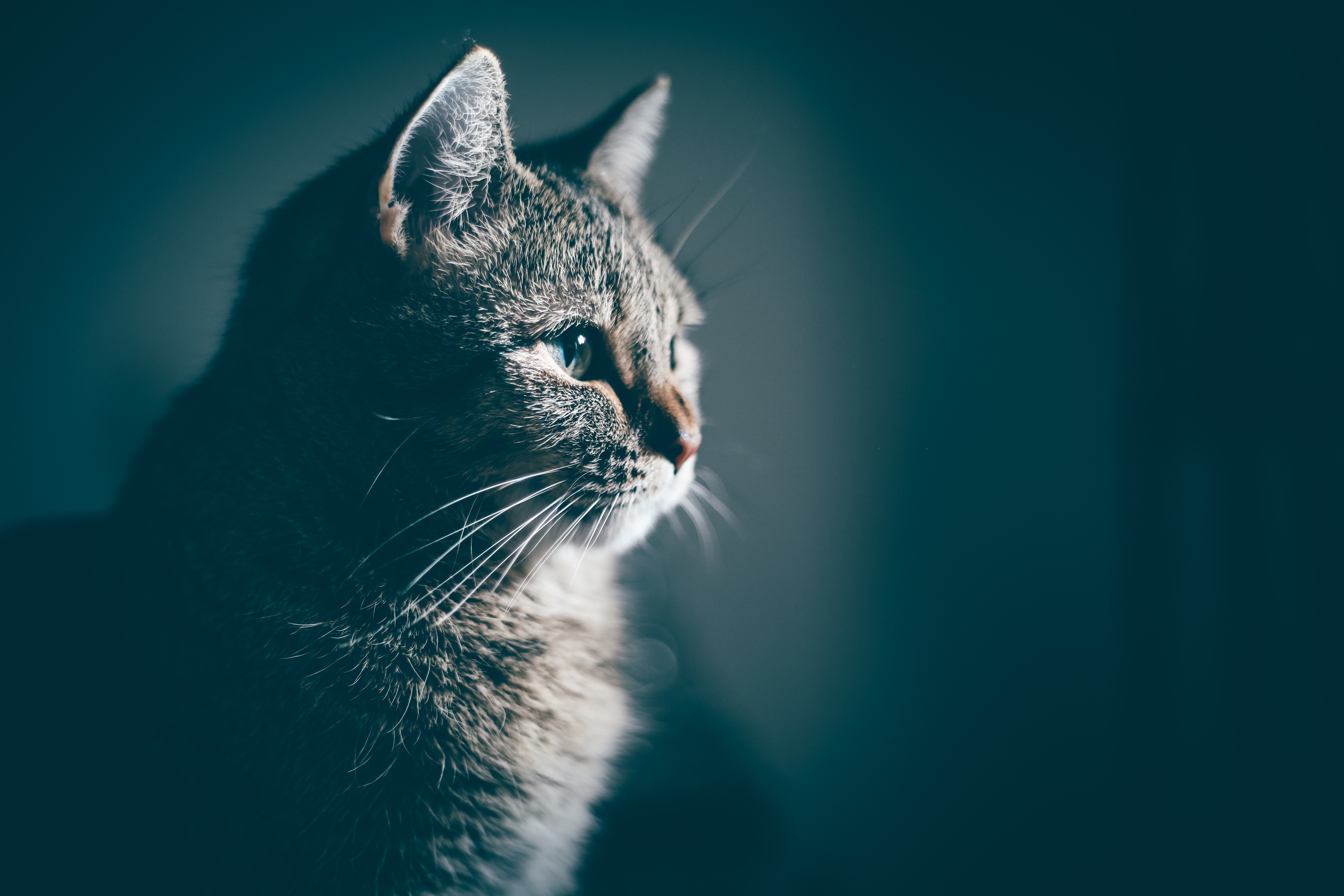 Wallpaper Cat, Muzzle, Profile - Cat Whatsapp Dp , HD Wallpaper & Backgrounds