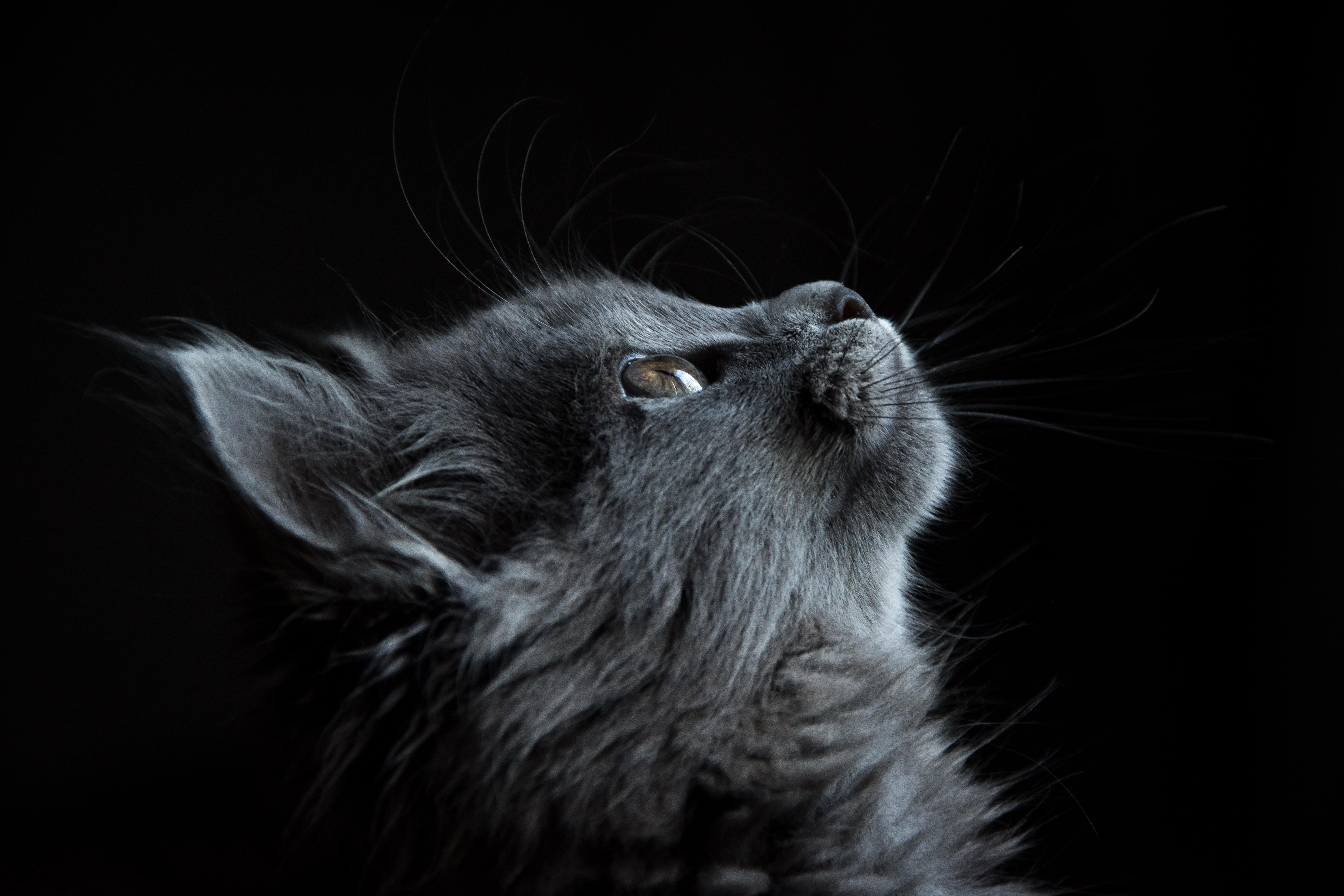 Kucing, Moncong, Profil, Latar Belakang Hitam - Cat With Black Background , HD Wallpaper & Backgrounds