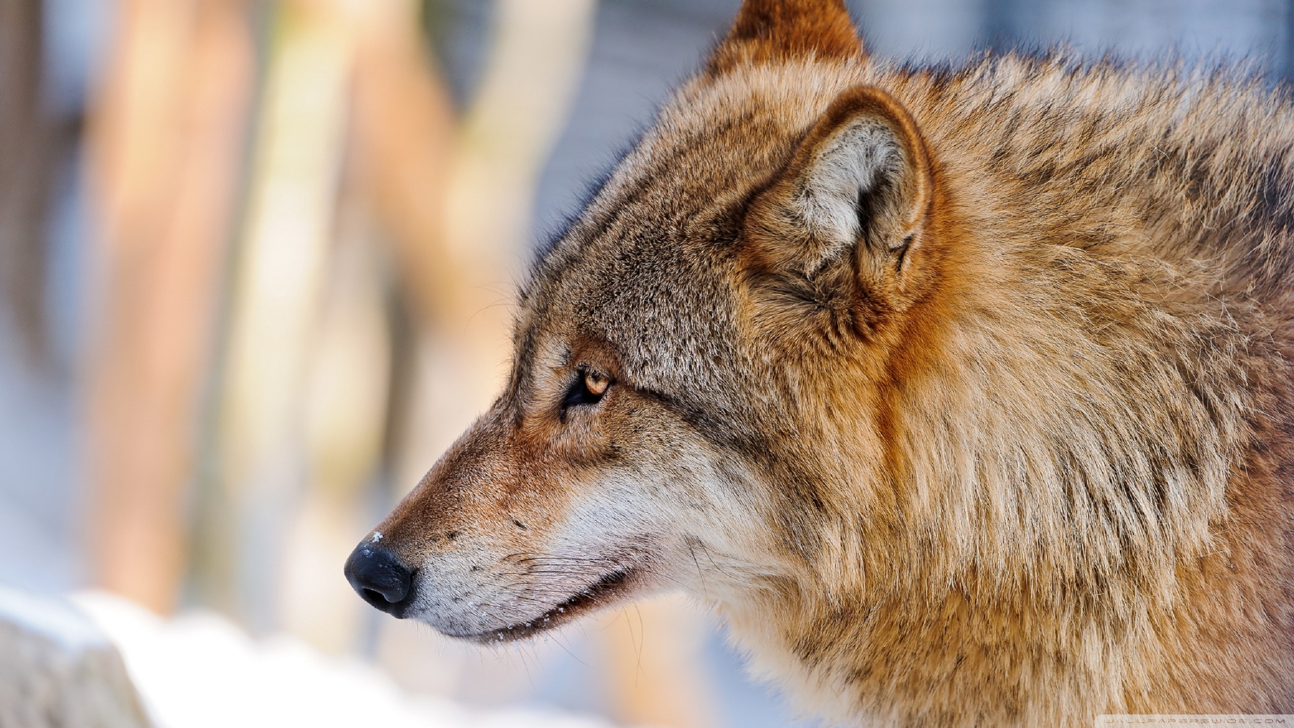 Standard - Wolf Head Side Profile , HD Wallpaper & Backgrounds