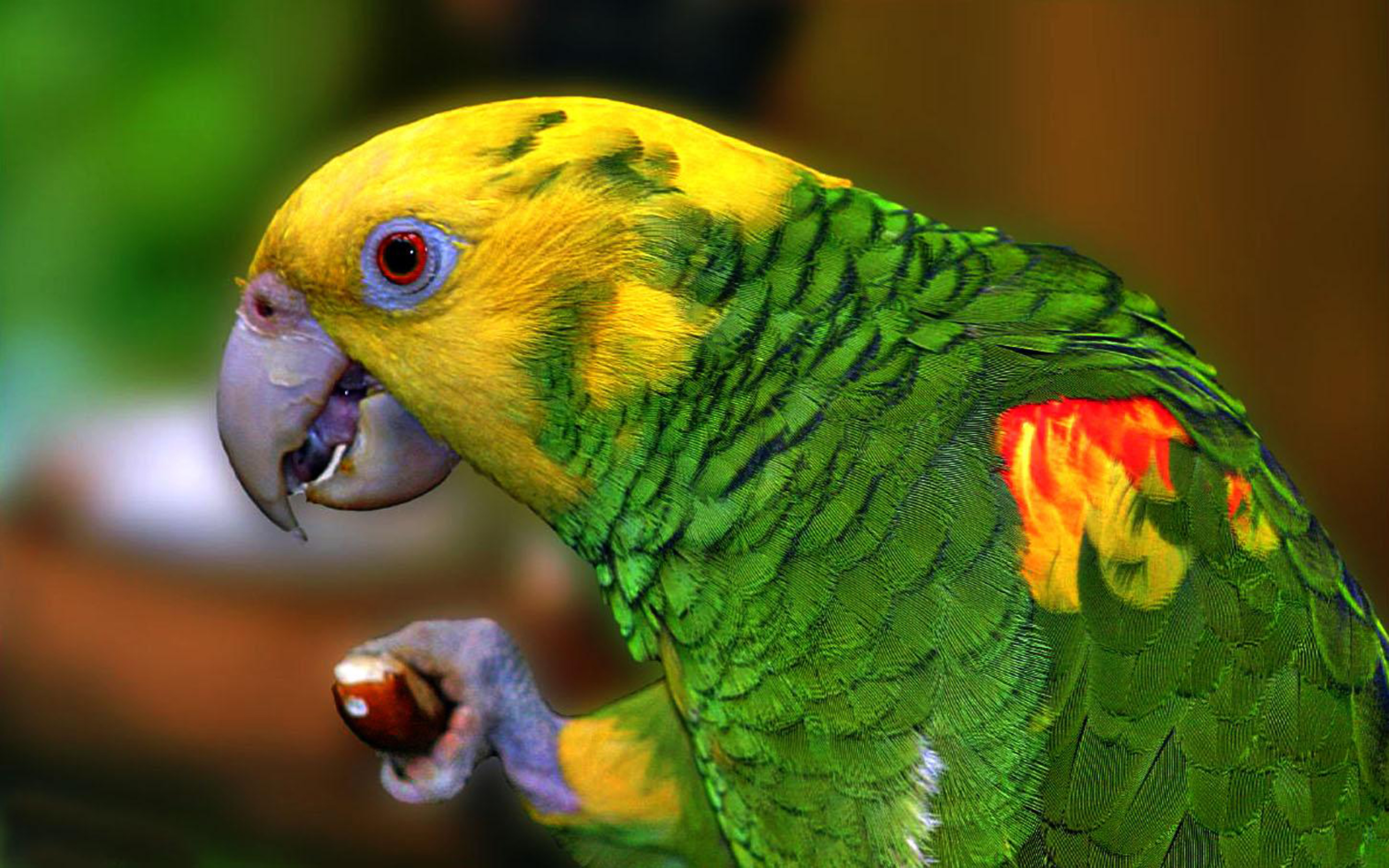 Yellow Parrot Profil Hd W - Bird With Green Body And Yellow Head , HD Wallpaper & Backgrounds