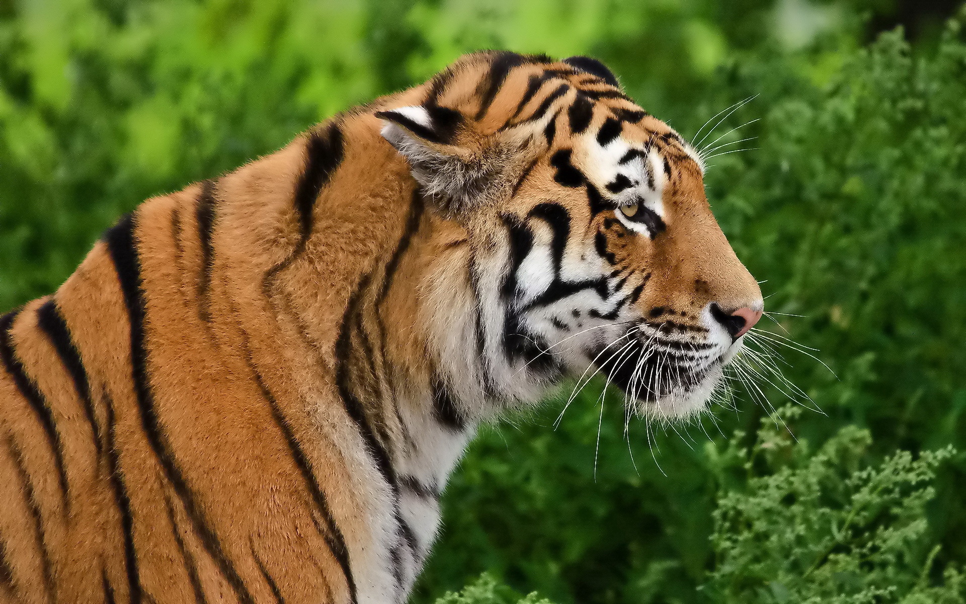 Wallpaper Tiger, Profile, Predator, Face - Tiger Face Profile , HD Wallpaper & Backgrounds