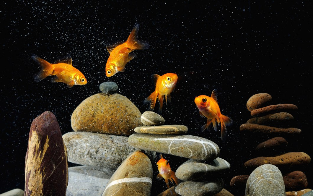 Sim Aquarium 3d Source - Ultra Hd Fish Hd , HD Wallpaper & Backgrounds