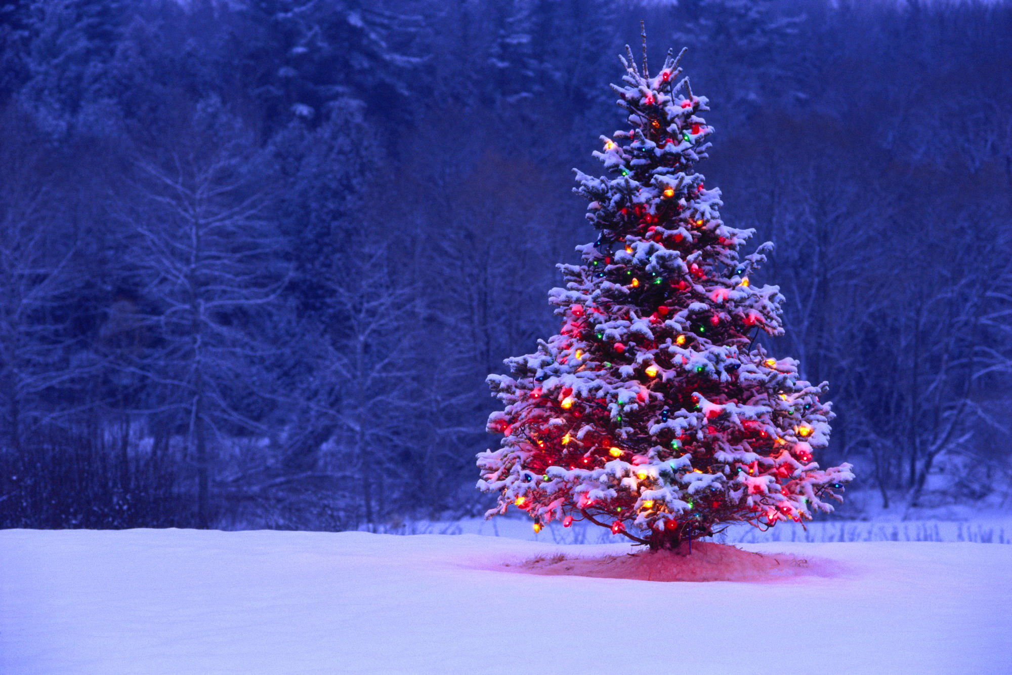 Christmas Tree In Canada , HD Wallpaper & Backgrounds