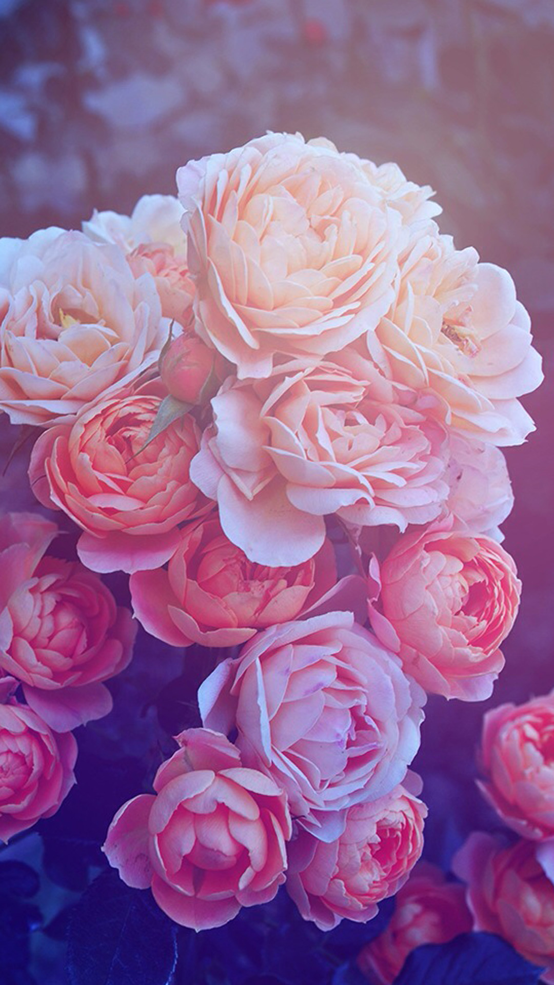 Rose Gold Heart Phone Wallpaper Background Lock Pink Roses