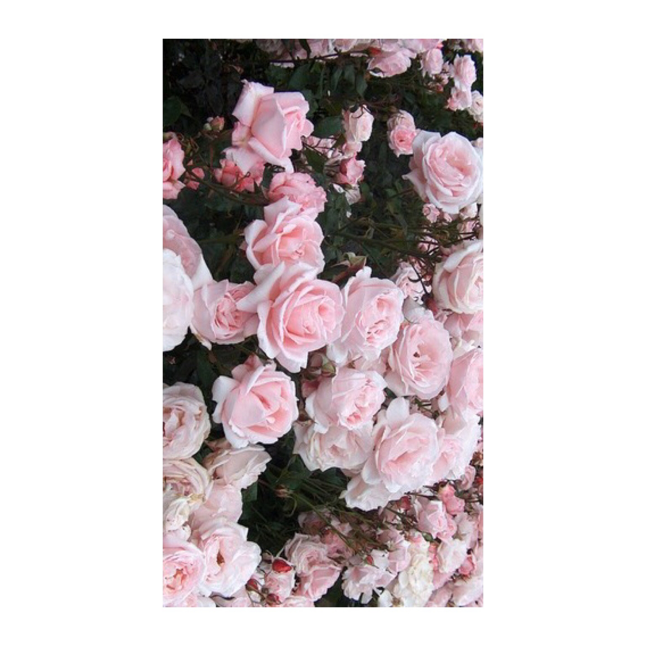 My Image 7