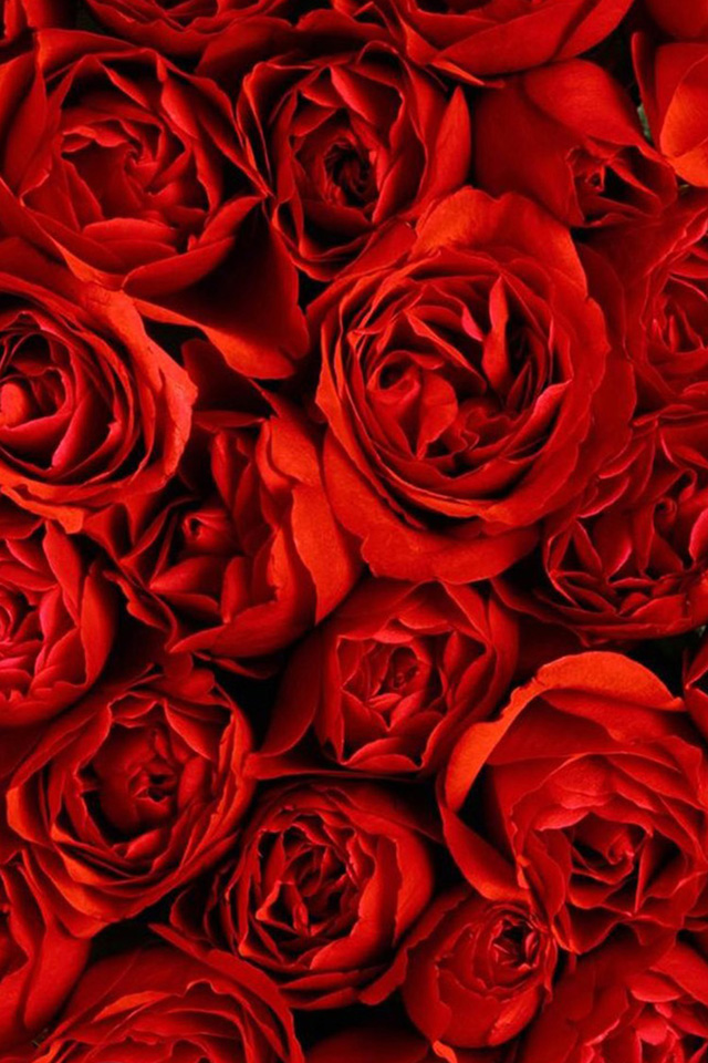 Red Rose Wallpaper - Red Roses Wallpaper Iphone Hd , HD Wallpaper & Backgrounds