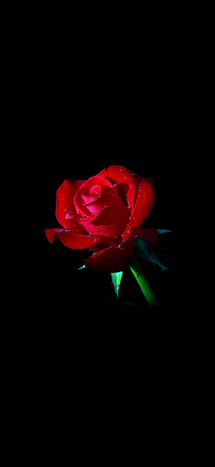 Red Iphone Wallpaper 640×480 - Garden Roses , HD Wallpaper & Backgrounds