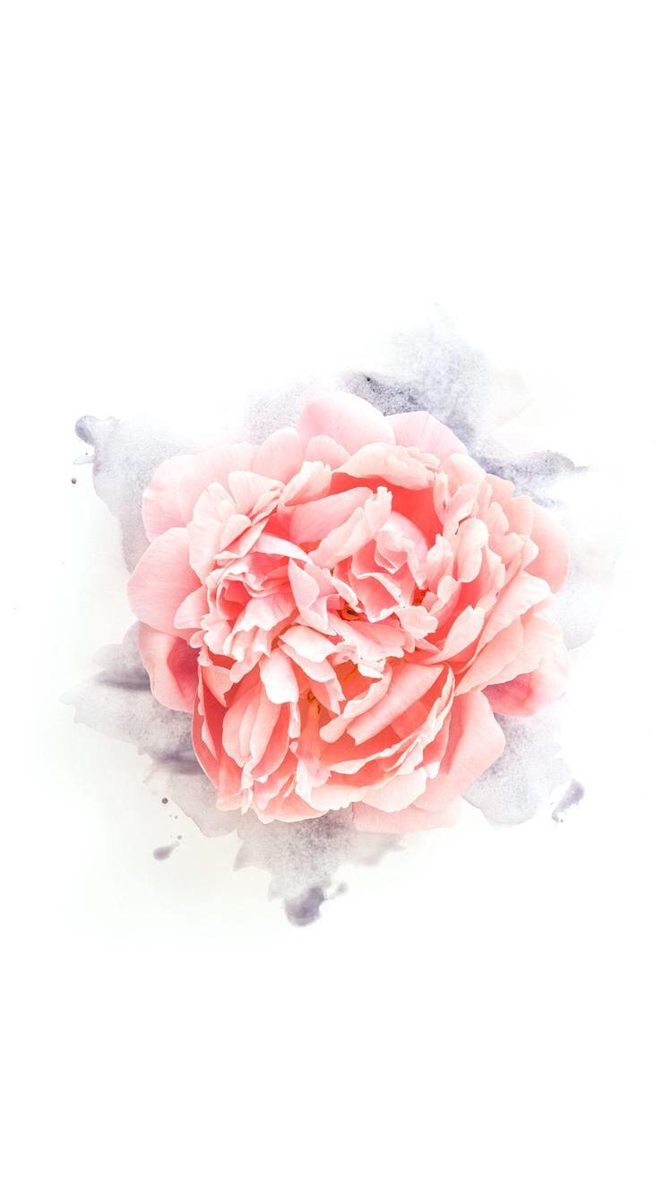 Rose Lock Screen Wallpaper - Garden Roses , HD Wallpaper & Backgrounds