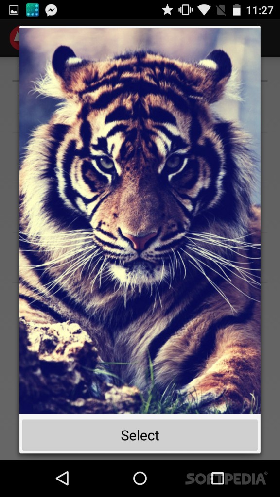 Pattern Lock Screen - Fierce Animal , HD Wallpaper & Backgrounds