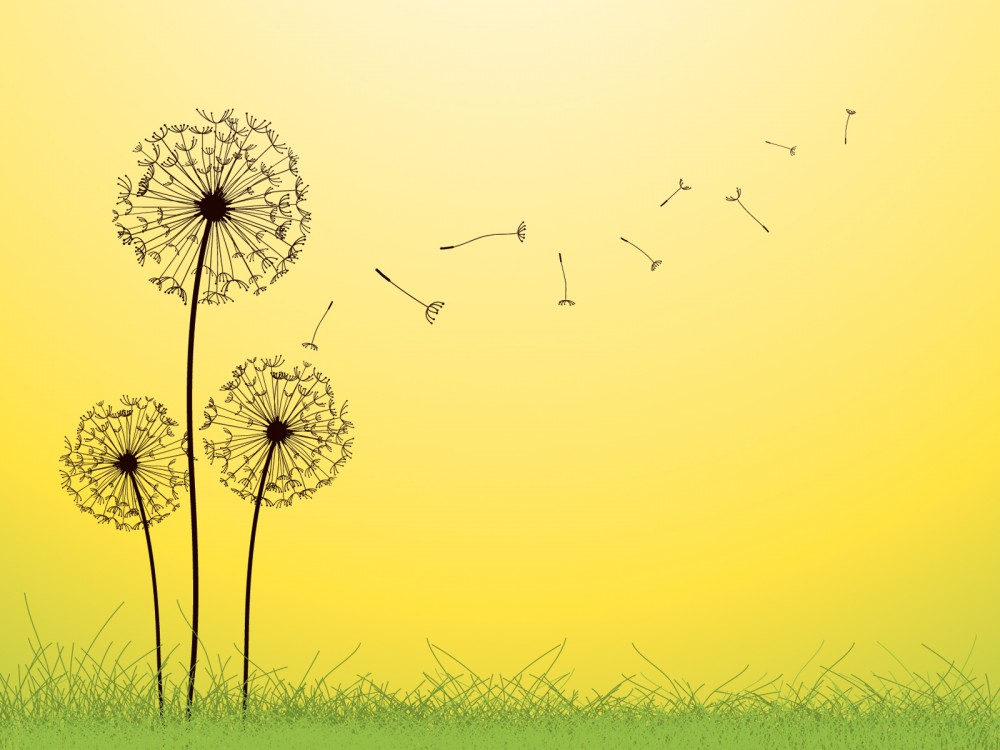 Dandelion Clock Line Drawing , HD Wallpaper & Backgrounds