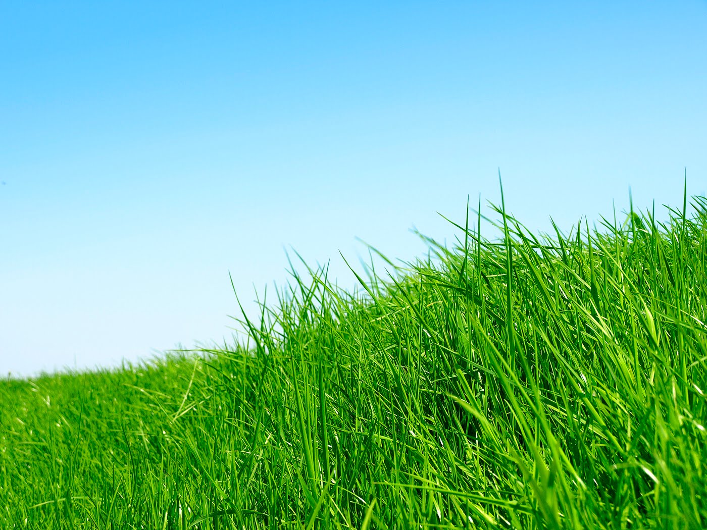 Bergaul Dengan Manusia Tanpa Rasa Sakit Hati - Green Grass , HD Wallpaper & Backgrounds