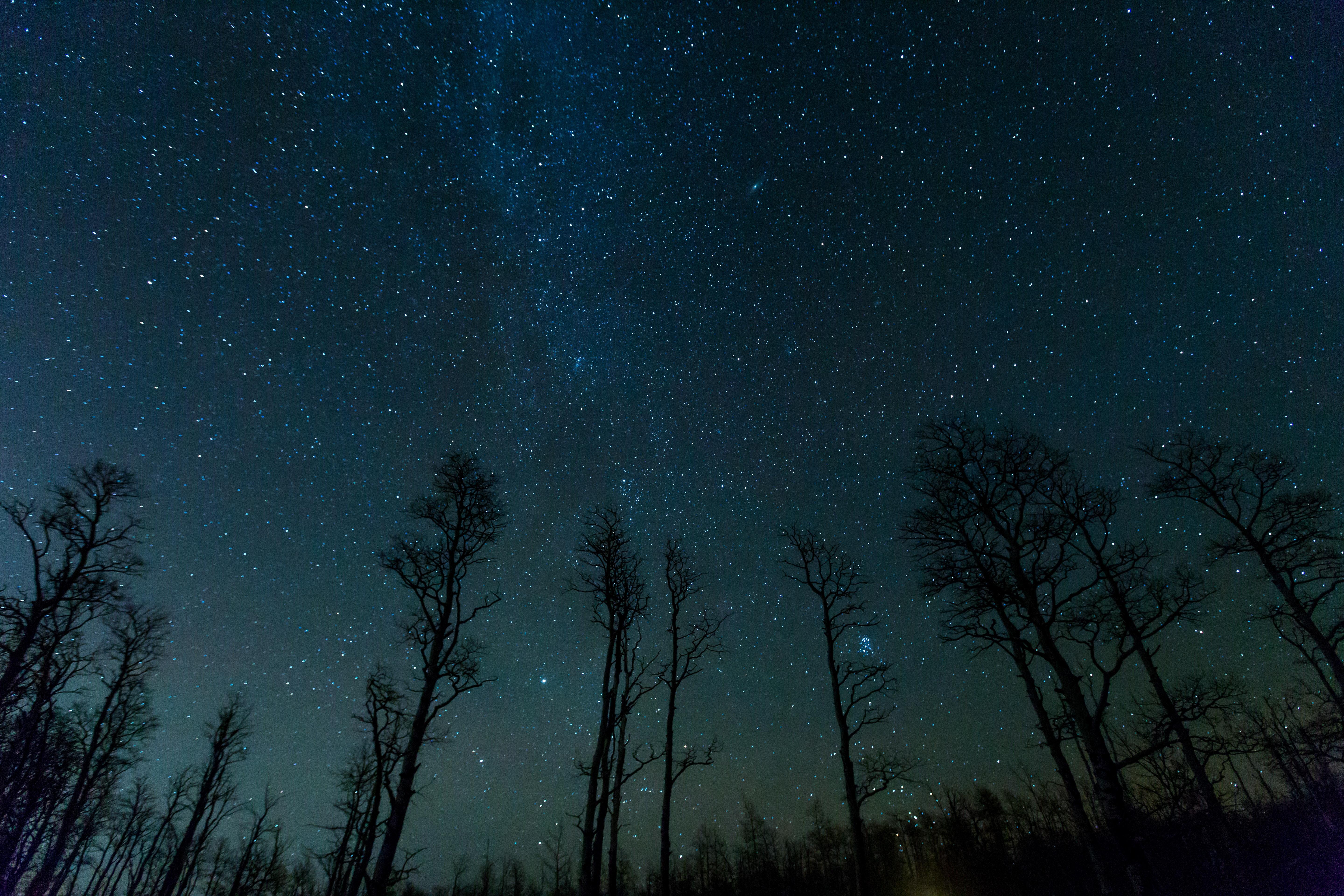 Langit Berbintang, Pohon, Bintang, Malam - 高清 星空 桌布 電腦 , HD Wallpaper & Backgrounds