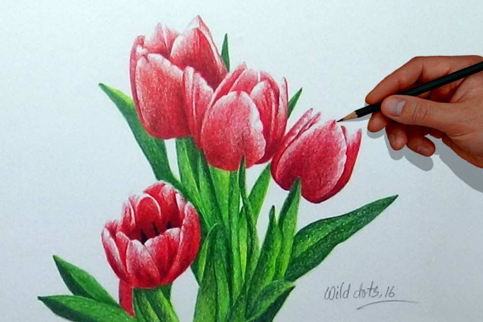 Sketsa Bunga Tulip Berwarna Wallpaper Keren - Flowers With Colored Pencils , HD Wallpaper & Backgrounds