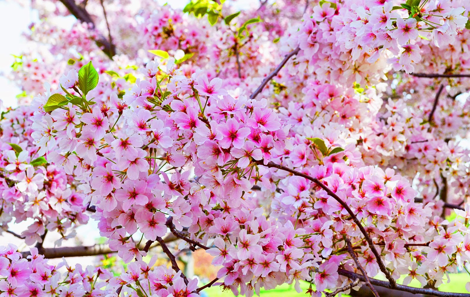 Gambar Kartun Pohon Sakura Bunga Sakura Merah Muda